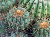 Kaktus Auswuchs mit langen Stacheln